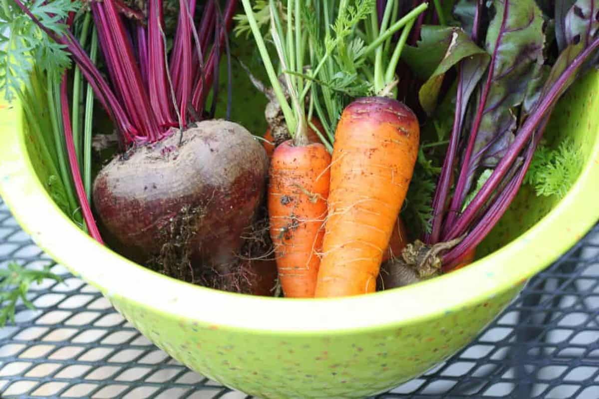 making the best roasted fall vegetables starts with high quality produce like garden veggies