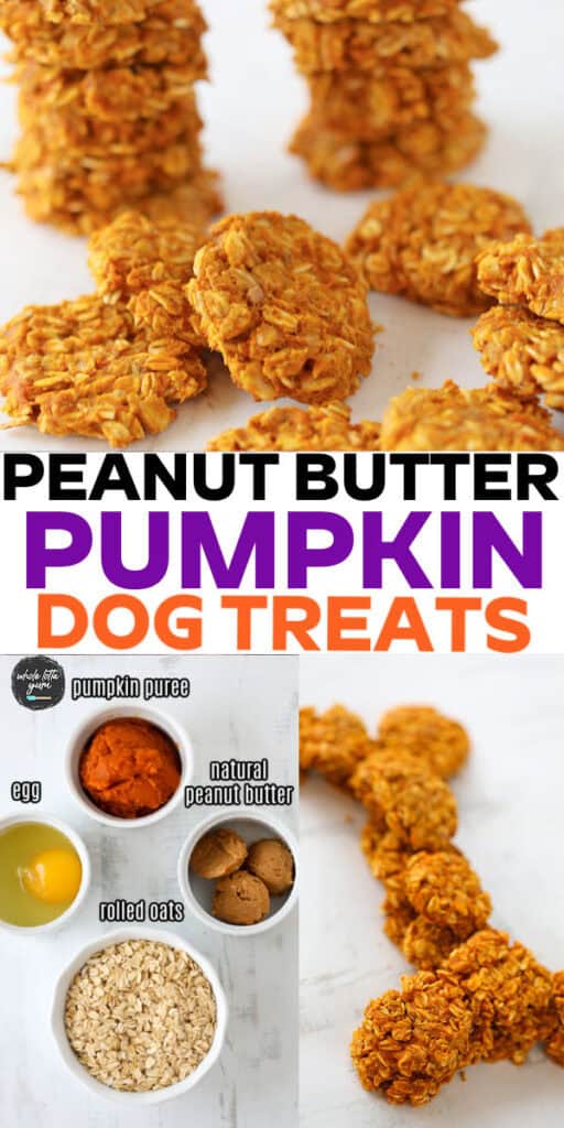 pumpkin dog cookies pin for social media