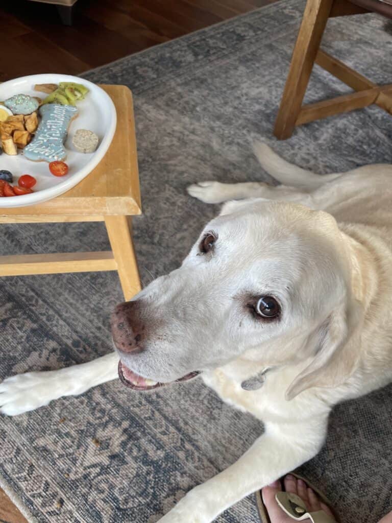 lab birthday party 2 with barkuterie board